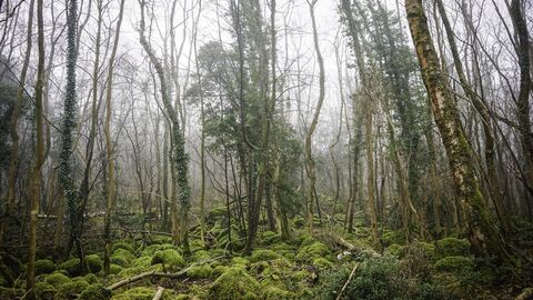 Warton Crag Local Nature Reserve — Place photograph