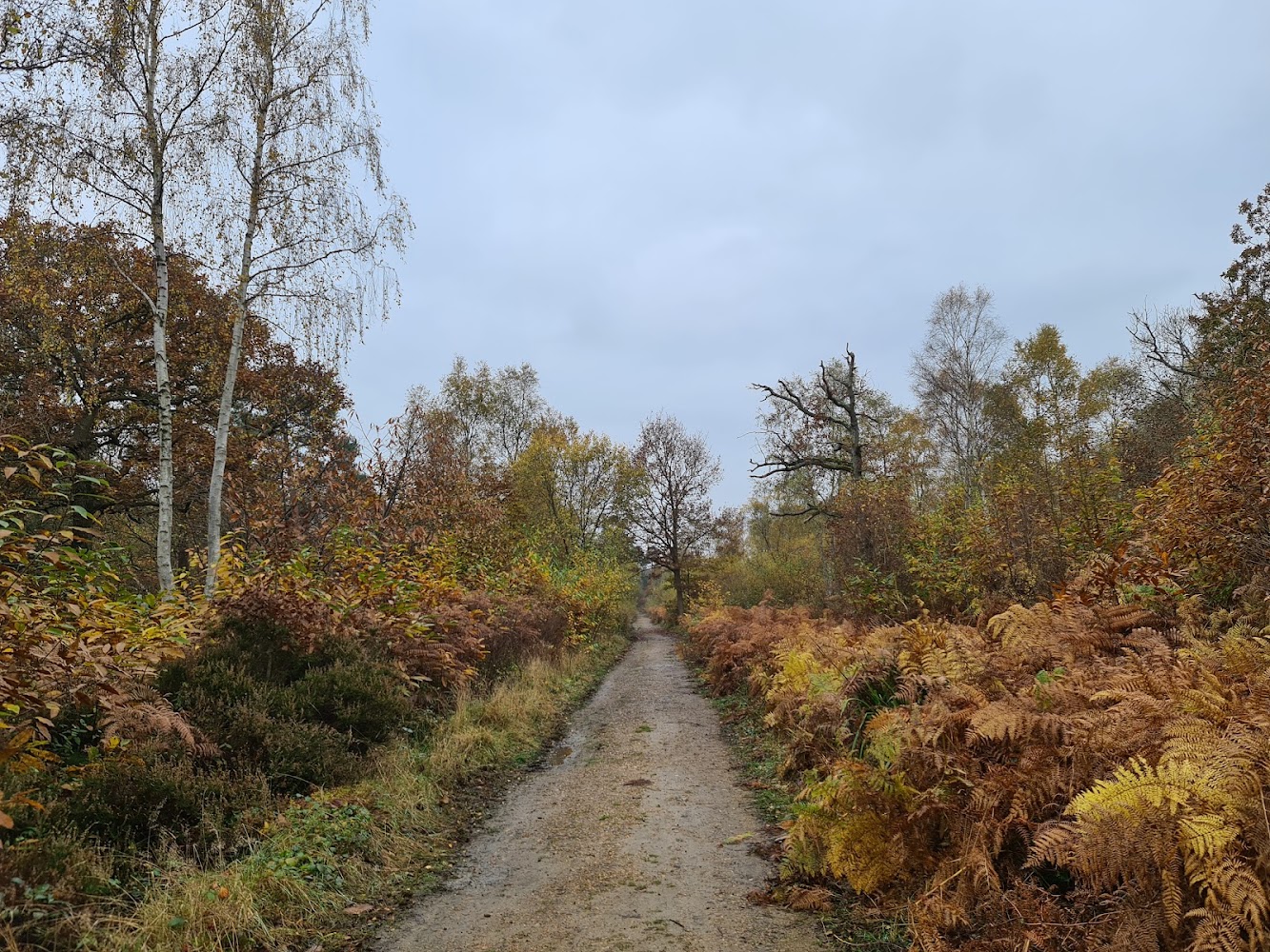 West Blean and Thornden Woods — Source image