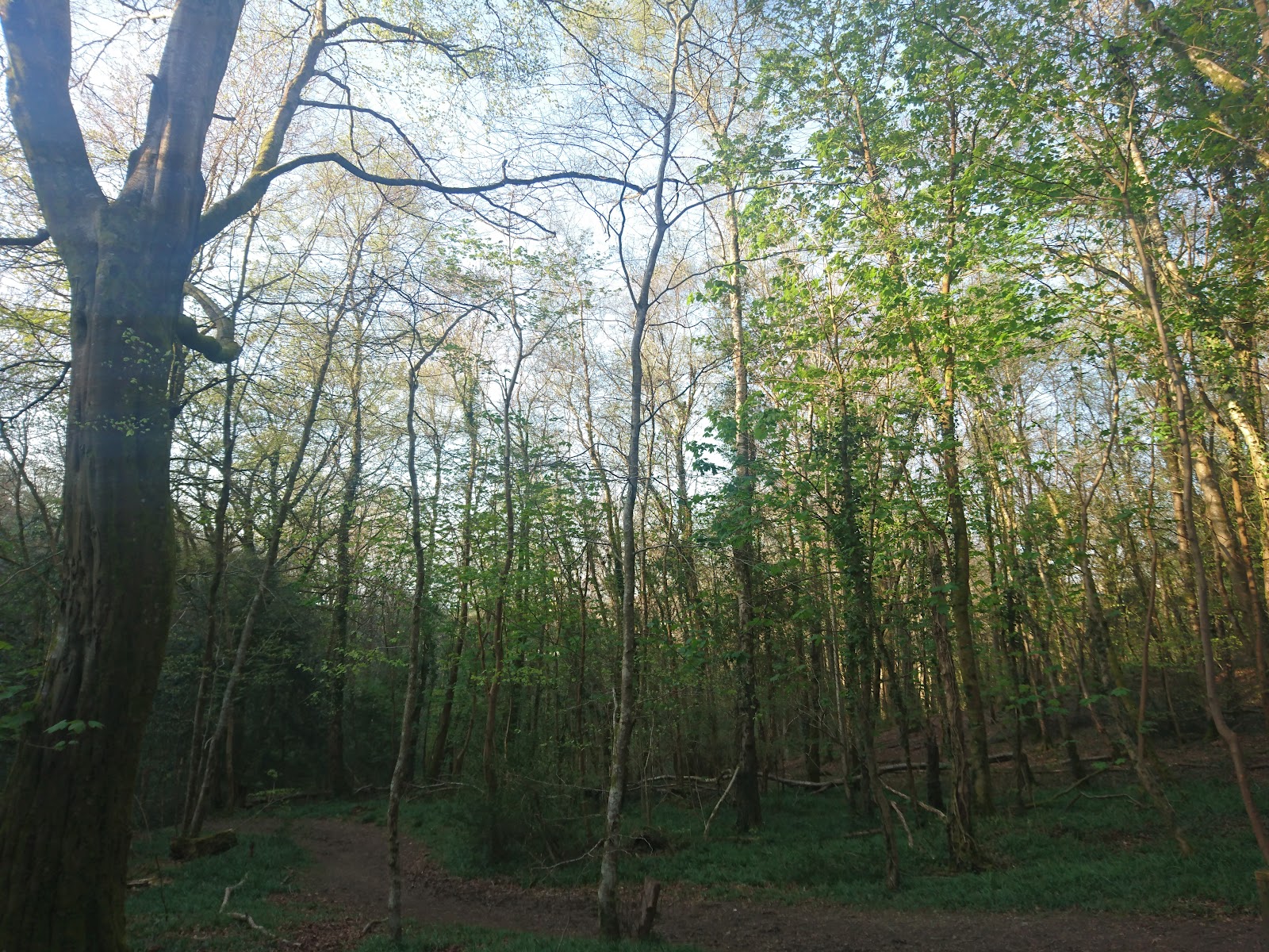 Whitleigh Woods Local Nature Reserve — Place photograph