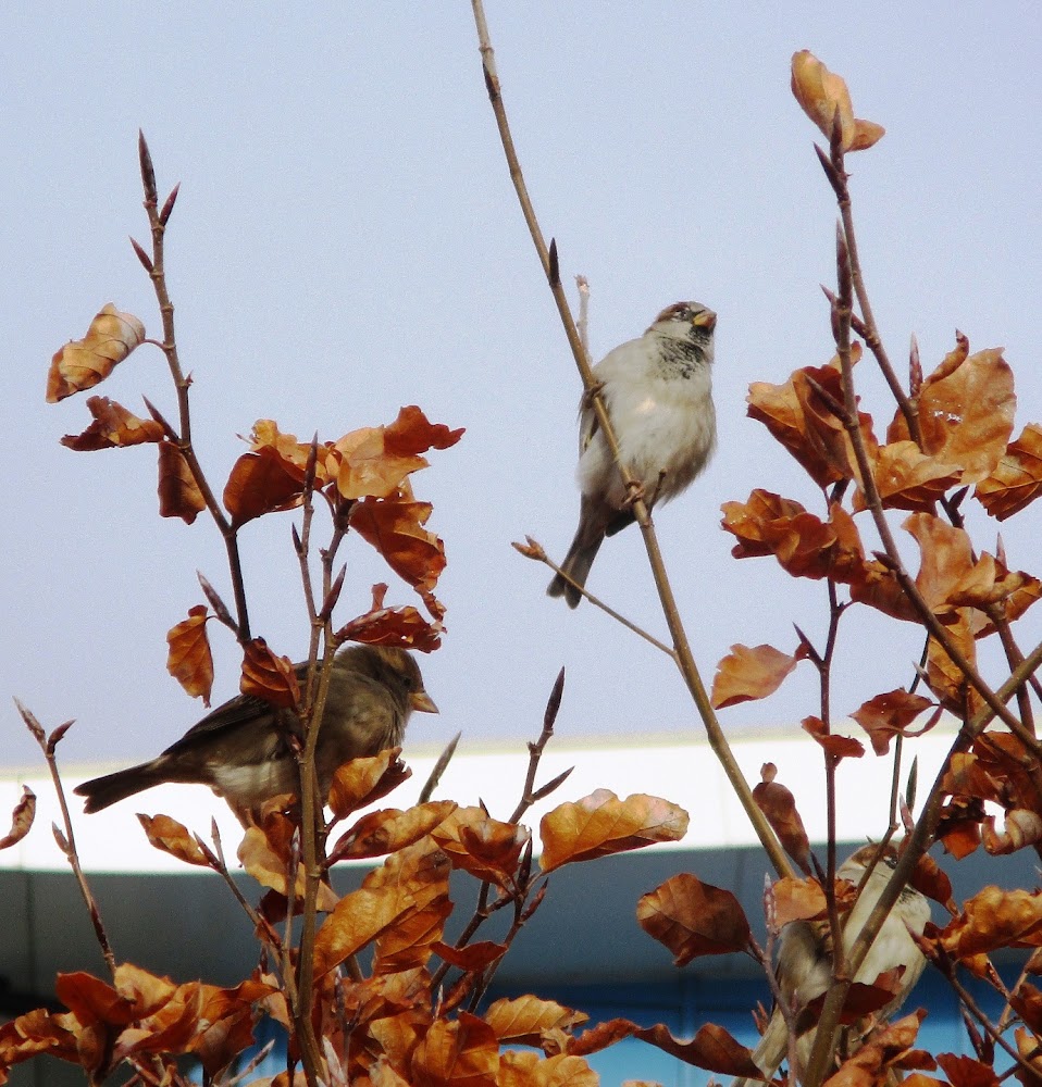 Wildlife Garden at Surrey Docks Farm — Source image