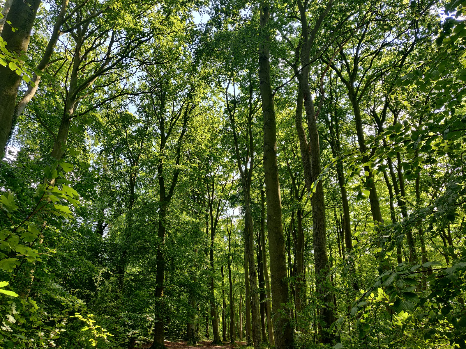 Beechwoods Nature Reserve — Place photograph