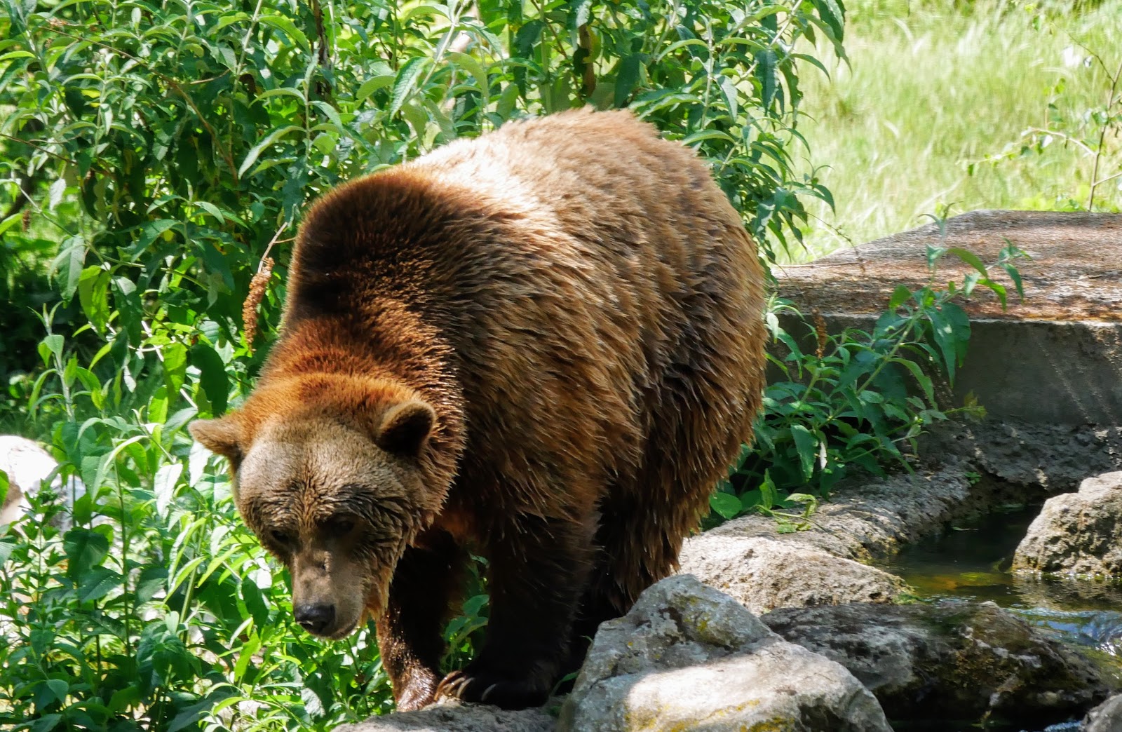 Wildwood Trust