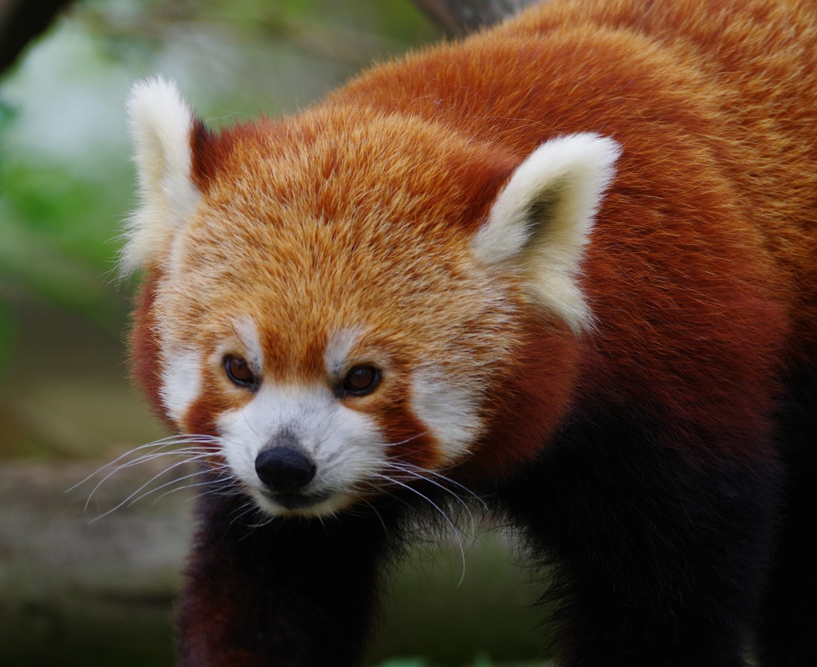 Wingham Wildlife Park — Place photograph