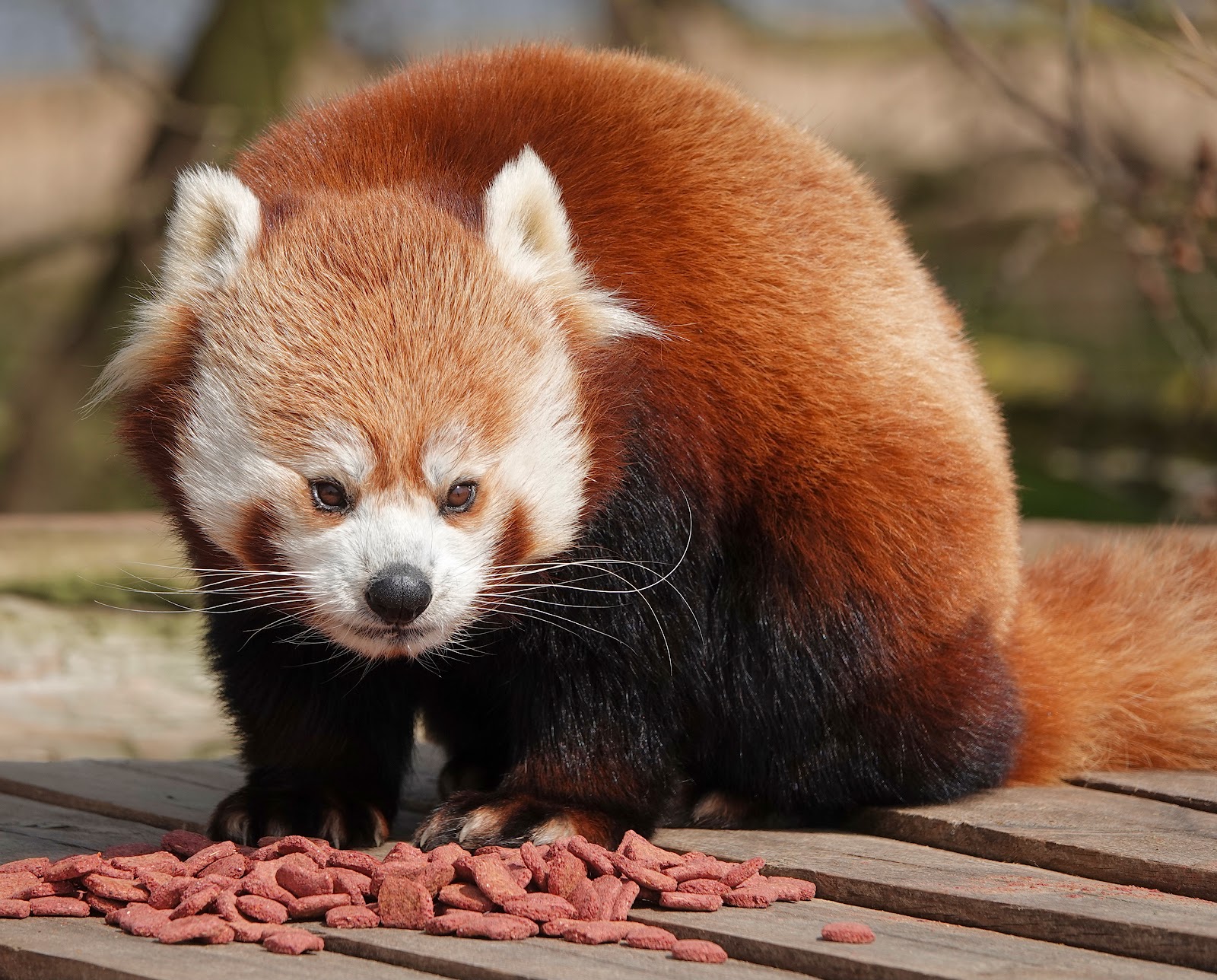 Yorkshire Wildlife Park — Place photograph