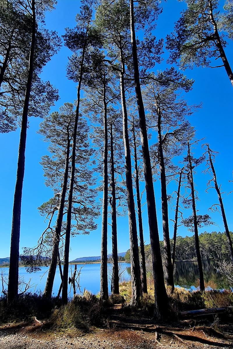 Abernethy Forest — Place photograph (2 of 3)