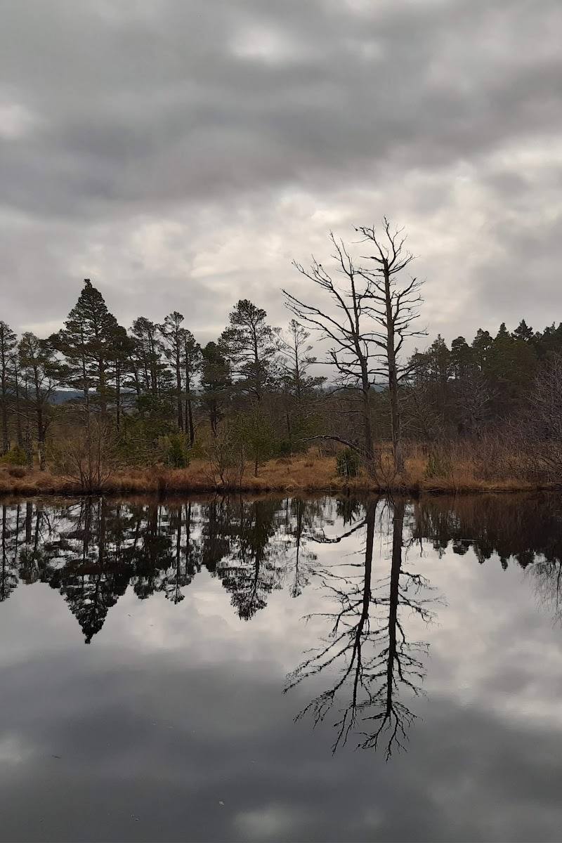 Abernethy Forest — Place photograph (3 of 3)
