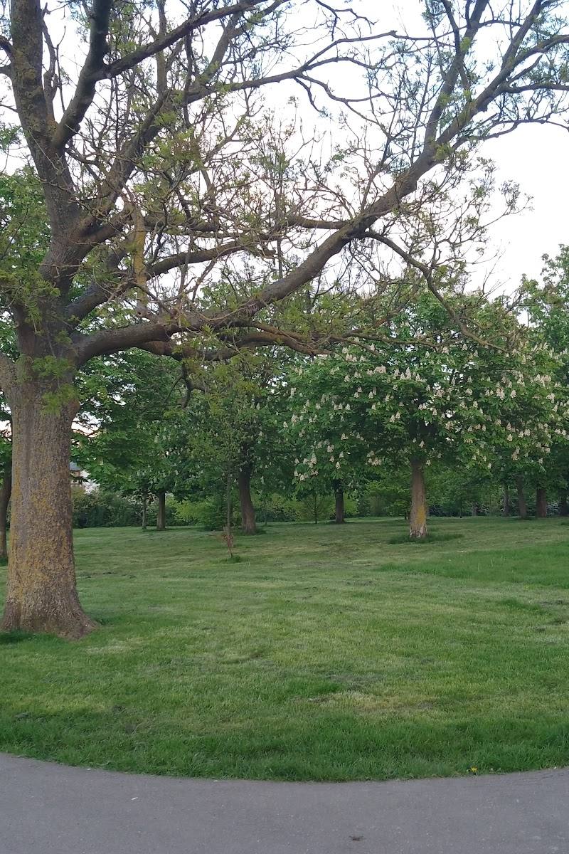 Albion Millennium Green