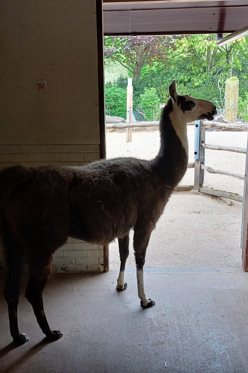 Alpacas at London Zoo — Place photograph (2 of 3)