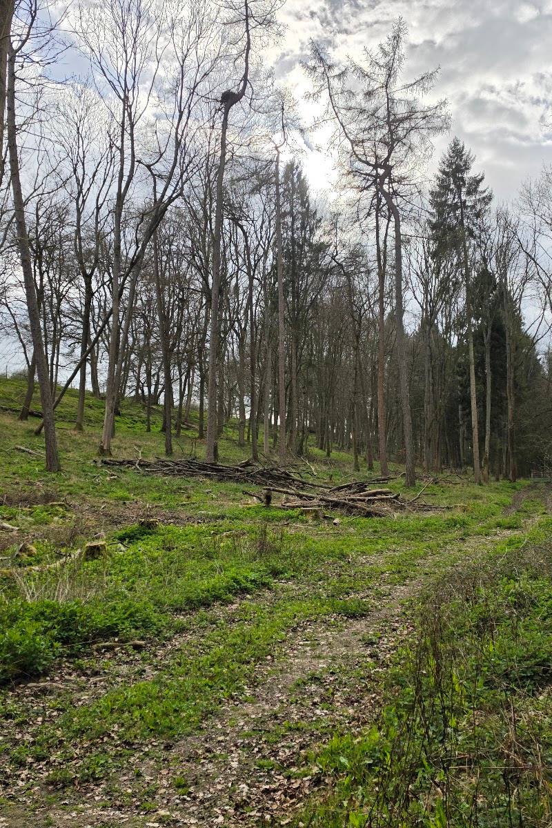 Alpine Meadow, Berkhamsted