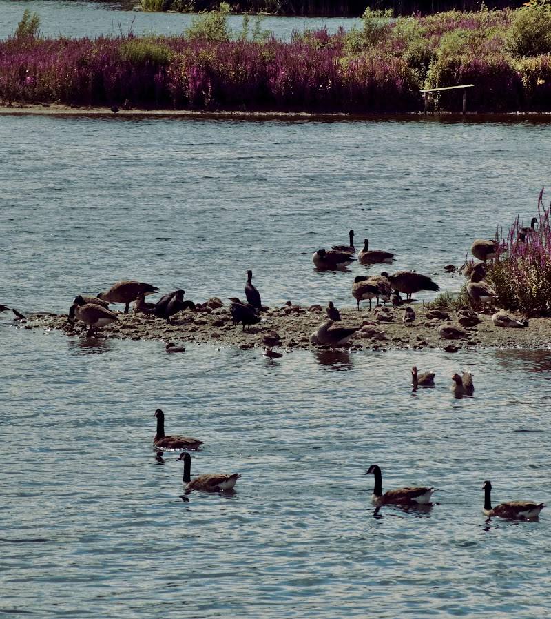Amwell Nature Reserve
