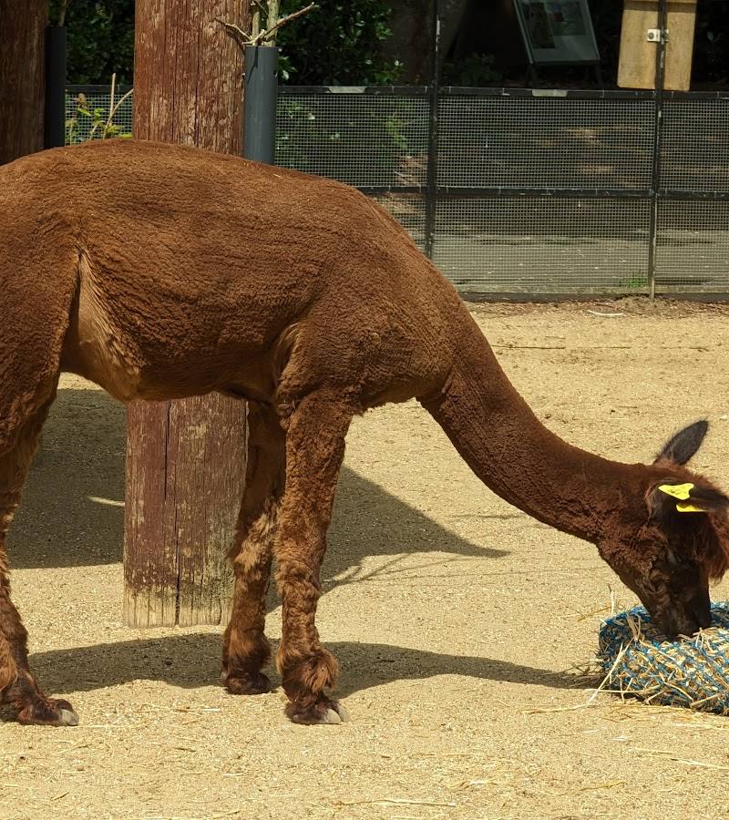 Animal Adventure, London Zoo — Place photograph (2 of 3)