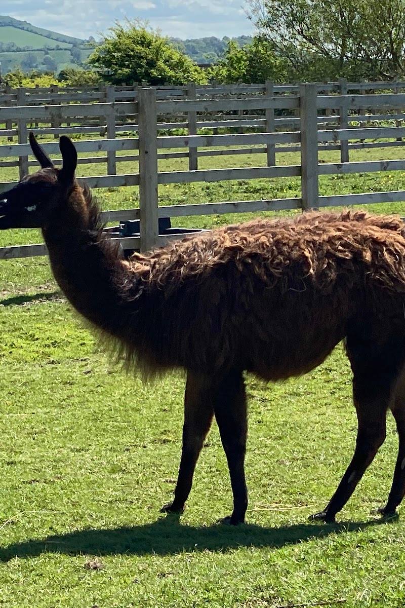 Animal Farm Adventure Park — Place photograph (3 of 3)