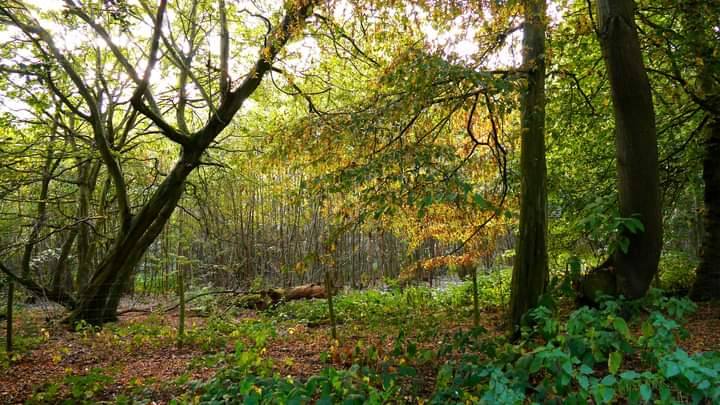 Ashenbank Wood — Source image