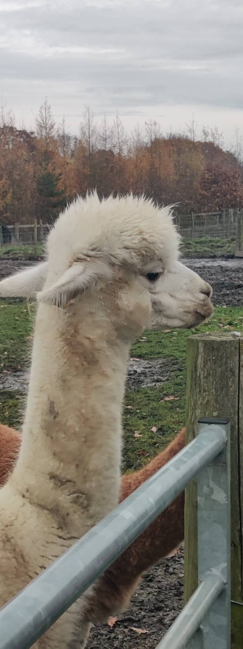 Aston Springs Farm