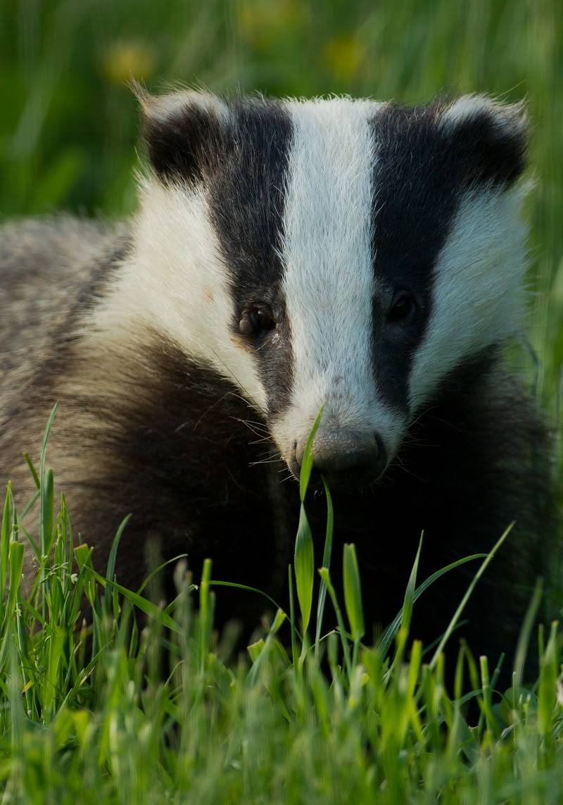 Badger Watch Dorset — Place photograph