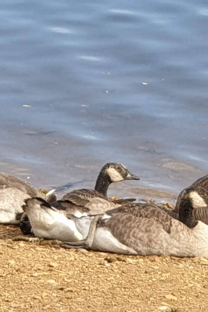 Barden Lake — Place photograph (2 of 3)