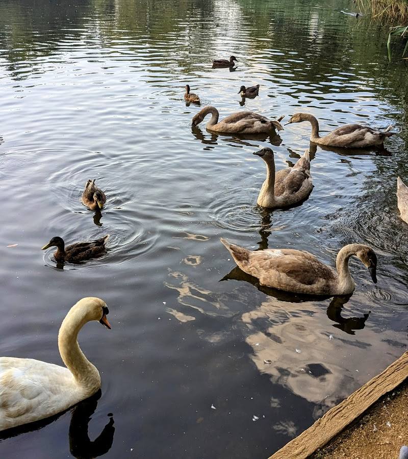 Barnes Pond — Place photograph (3 of 3)