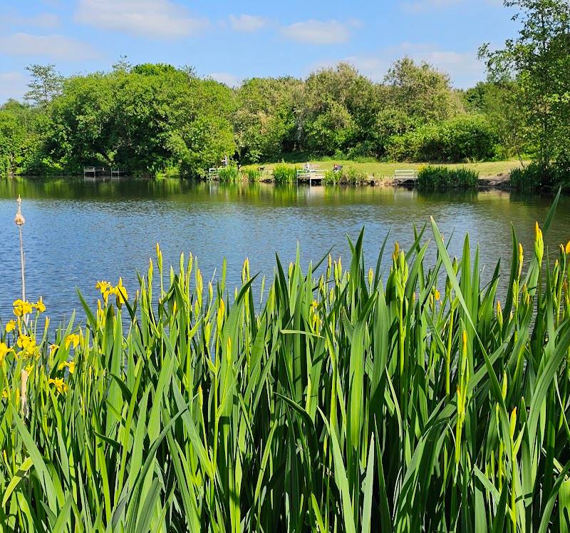 Barns Lane Fishing Lake — Place photograph (1 of 3)