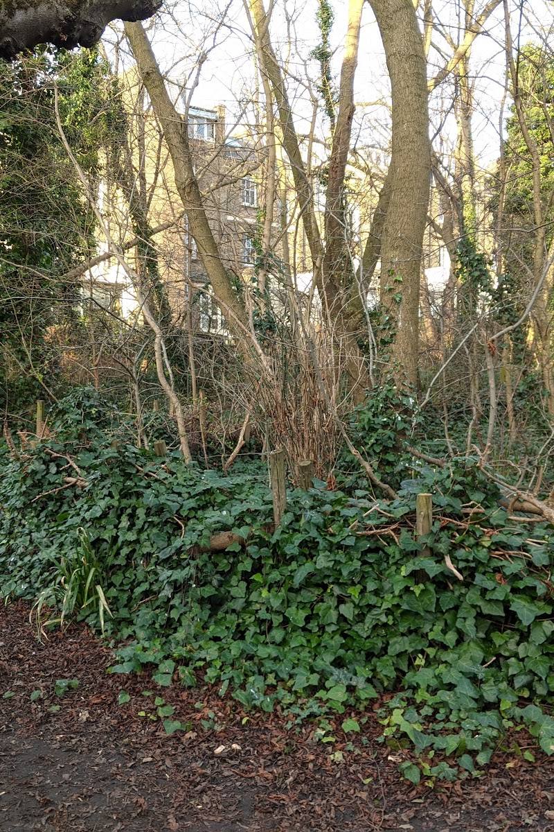 Barnsbury Wood Local Nature Reserve