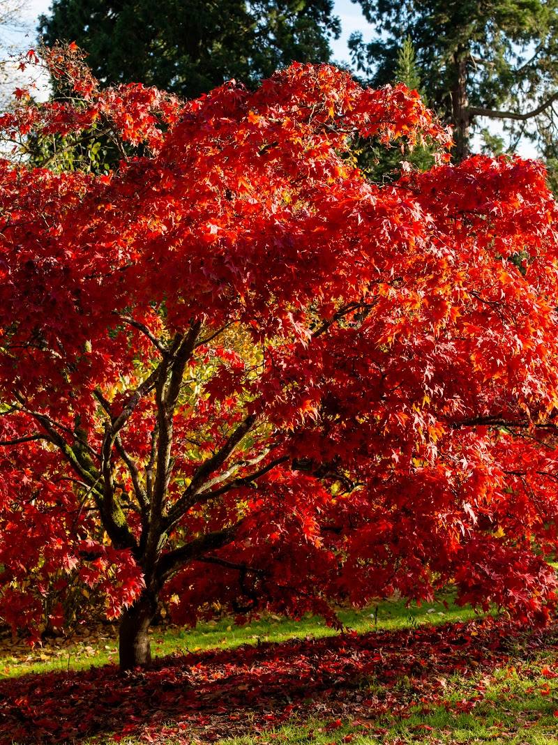 Batsford Arboretum and Garden Centre