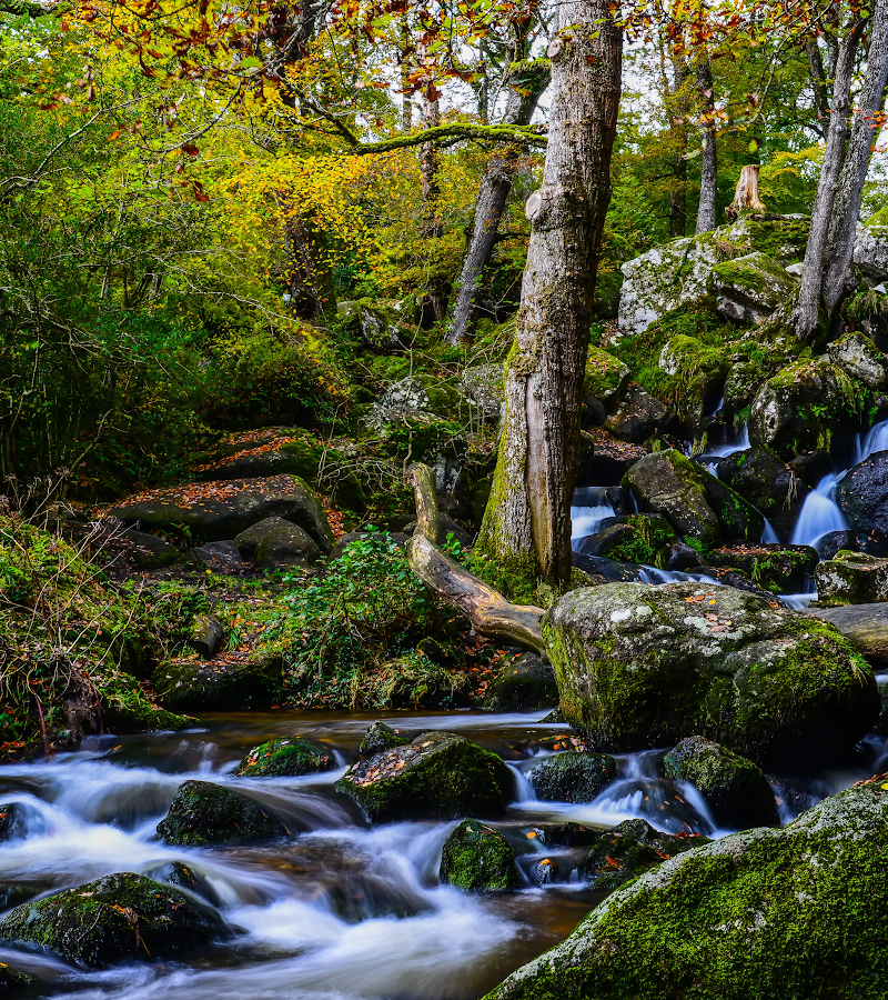 Becky Falls Ancient Woodland Park — Place photograph