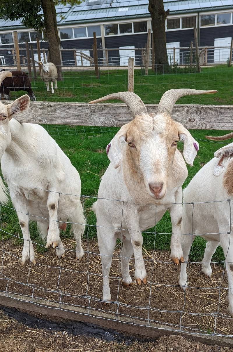 Belmont Children's Farm — Place photograph (2 of 3)