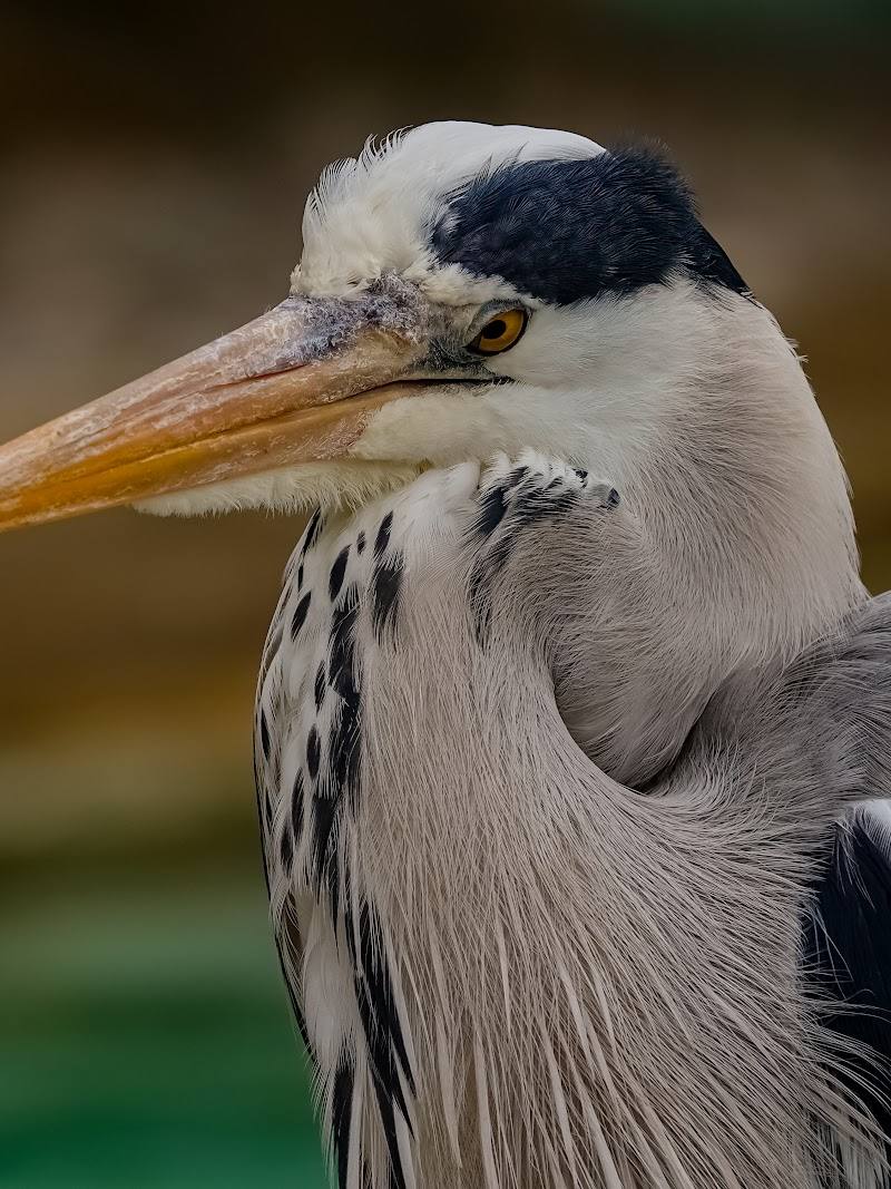Bird Safari — Place photograph (2 of 3)