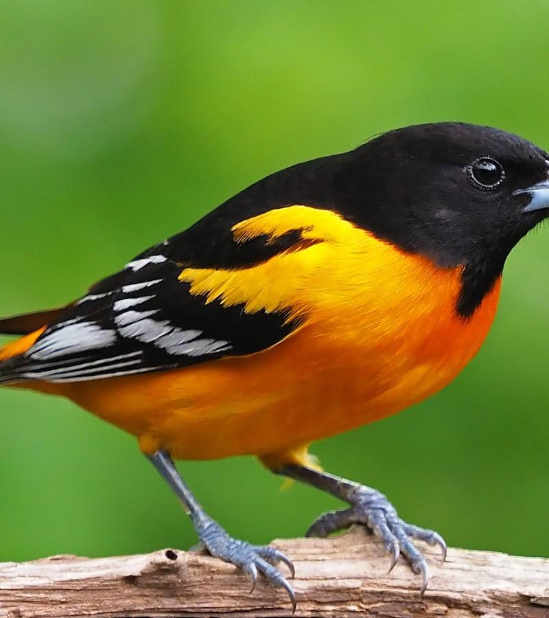 Bird Safari — Place photograph