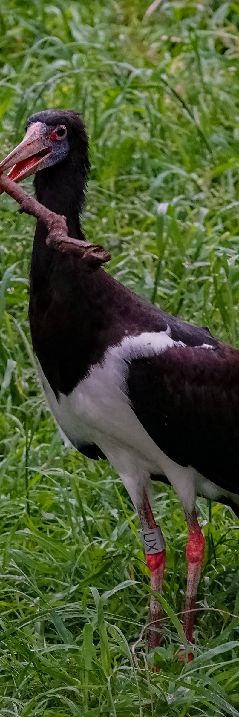 Bird Safari — Place photograph (3 of 3)