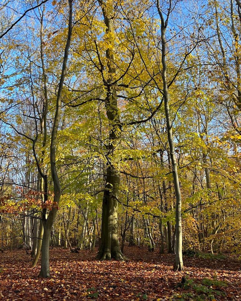 Bisham Woods — Source image