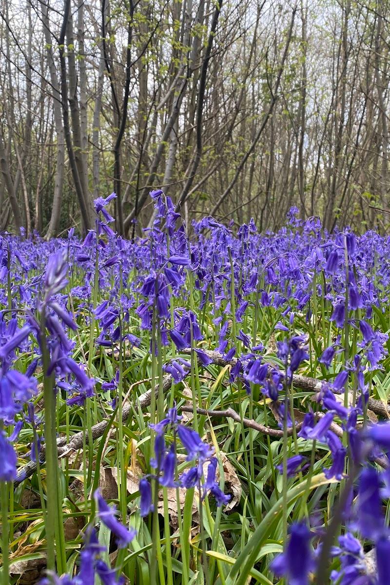 Blake's Wood