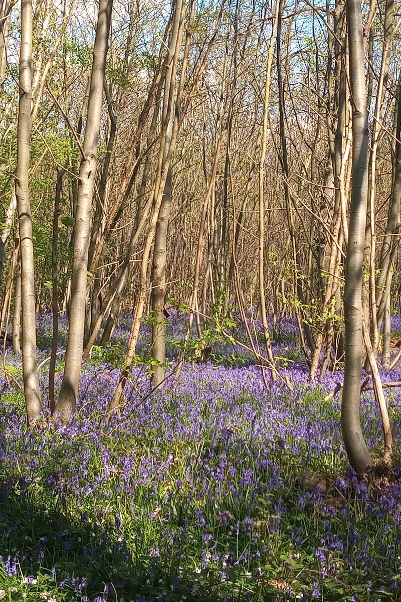 Blake’s Wood — Place photograph