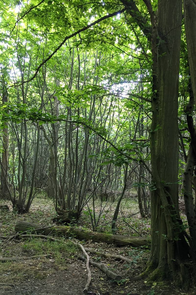Blake's Wood