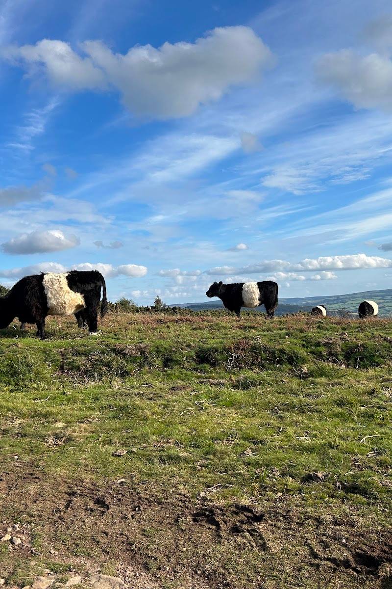 Bossington Hill