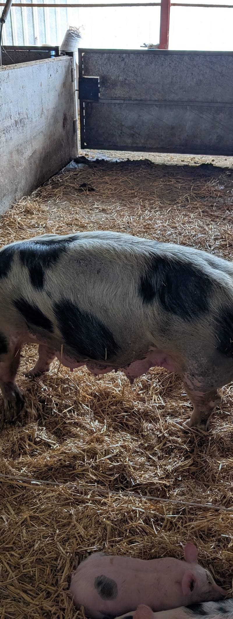 Boston Park Farm (Maize Maze) — Place photograph (3 of 3)
