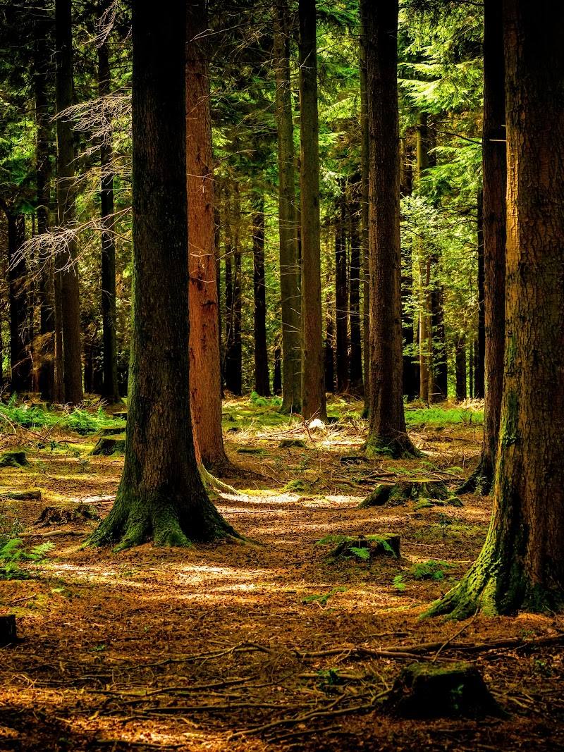 Bovey Valley Woods — Place photograph