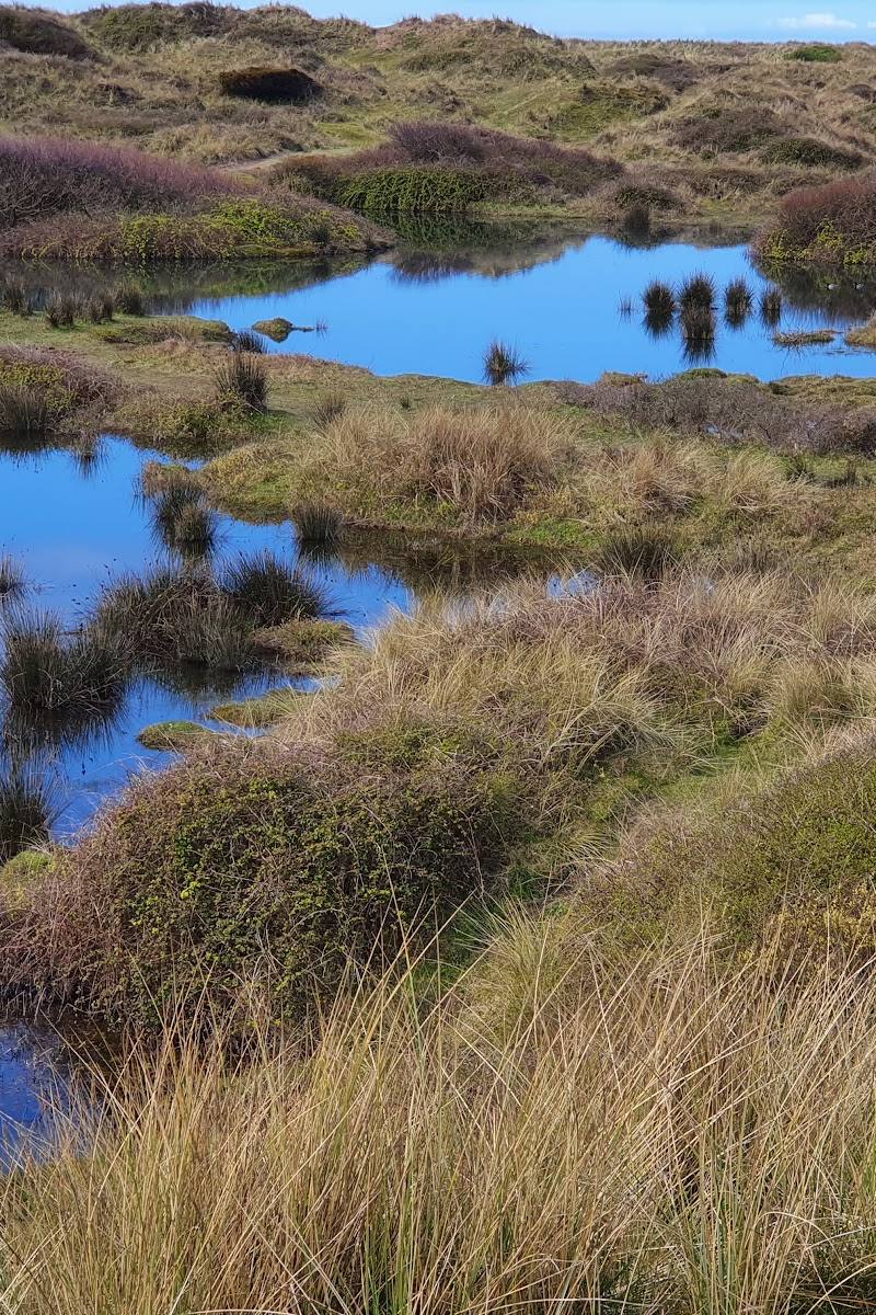 Braunton Burrows