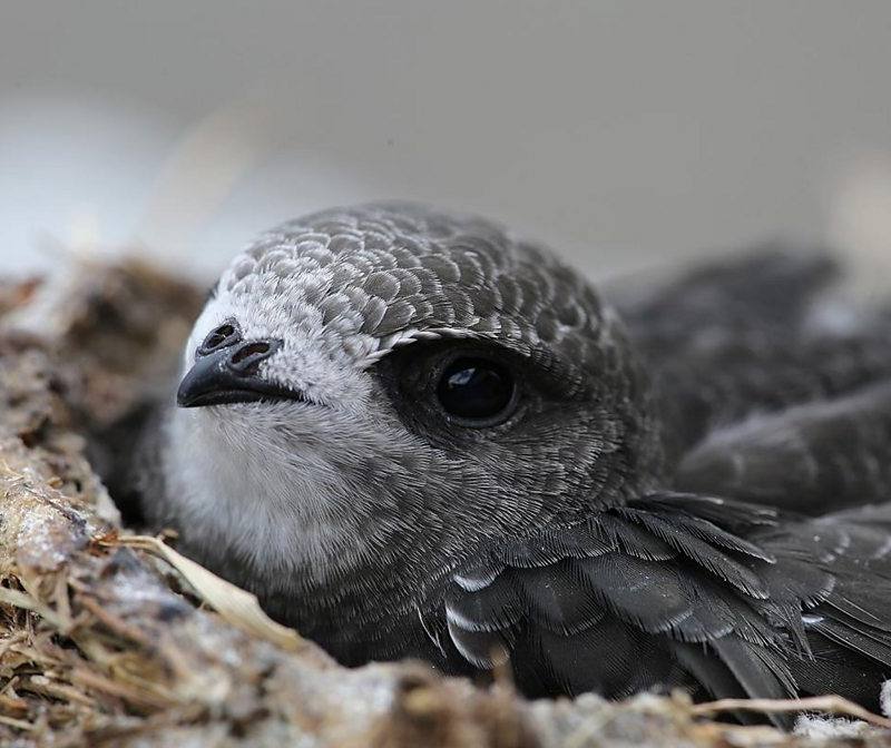 Brent and Westminster Swifts Group — Place photograph (3 of 3)