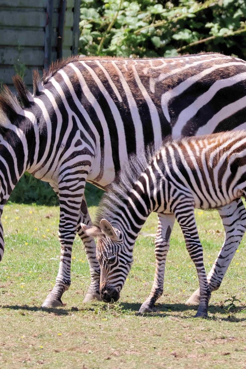 Bridlington Animal Park
