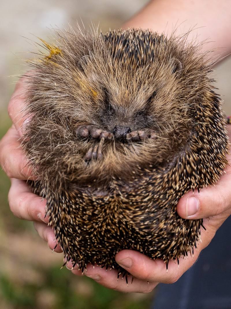 British Wildlife Centre