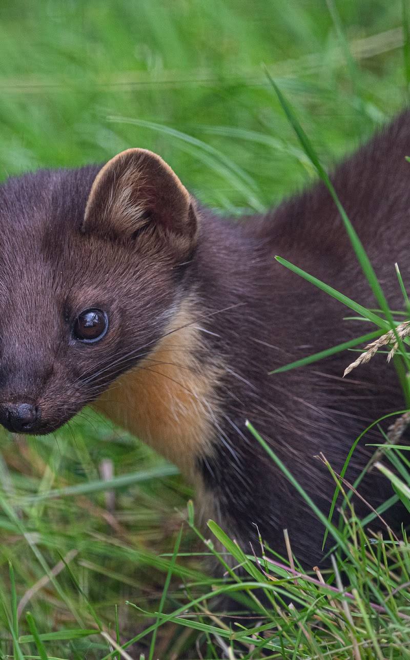 British Wildlife Centre