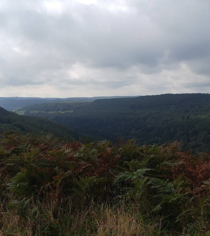 Broxa Forest — Place photograph