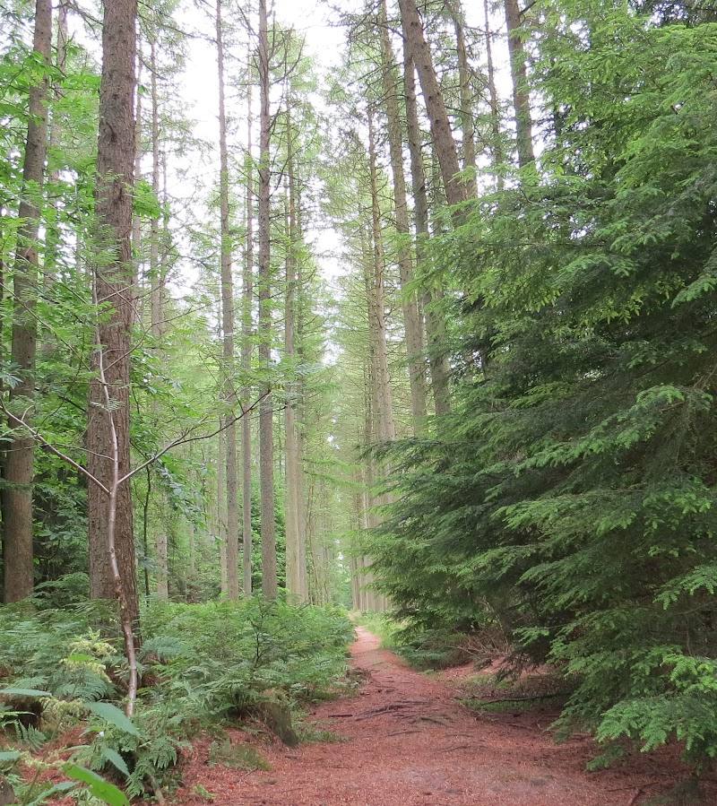 Broxa Forest
