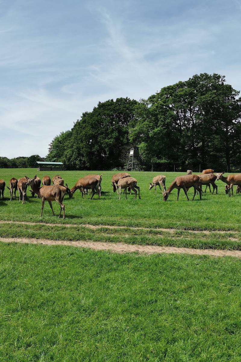 Bucklebury Farm & Deer Safari Park — Place photograph (2 of 3)