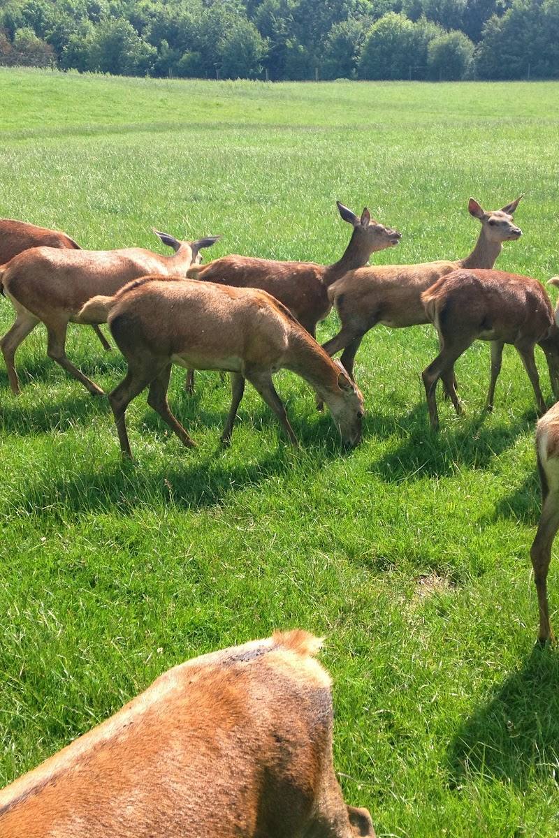 Bucklebury Farm & Deer Safari Park — Place photograph (3 of 3)