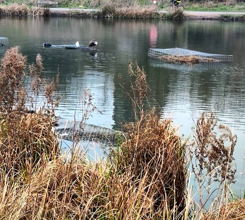 Burgess Park Lake — Source image
