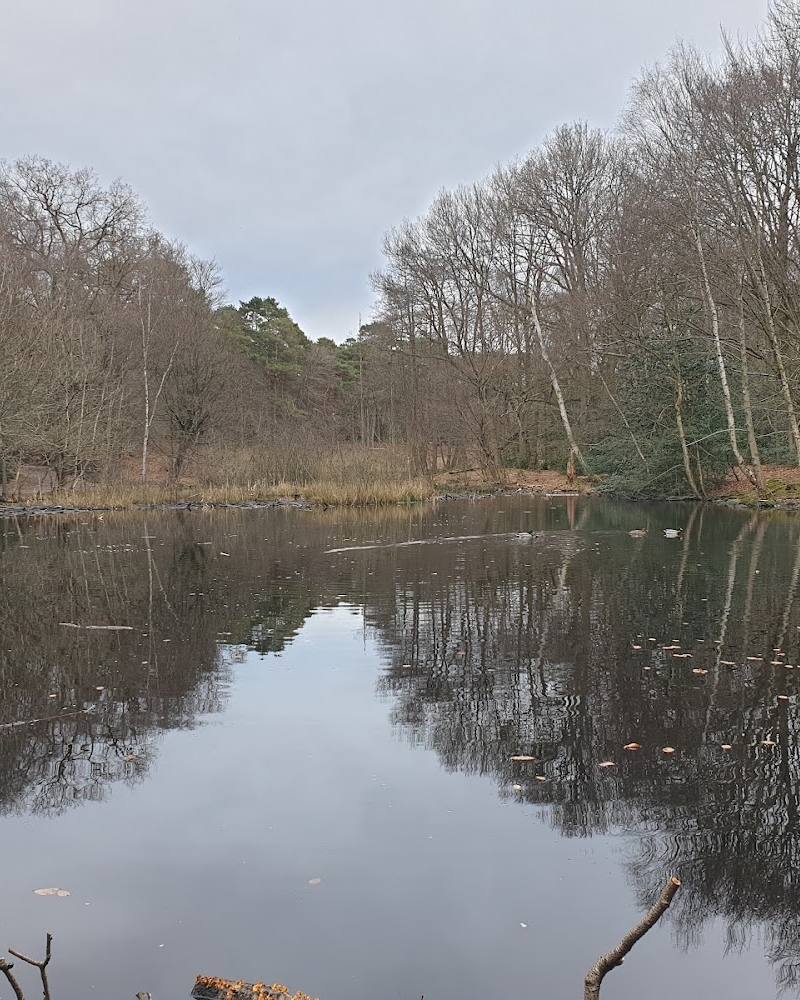 Burnham Beeches Nature Reserve — Source image