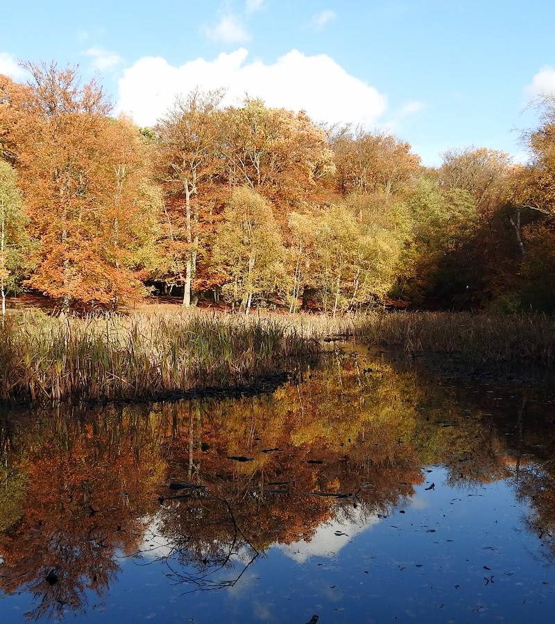 Burnham Beeches — Place photograph