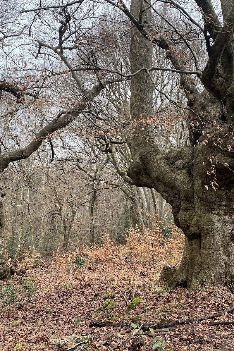 Burnham Beeches