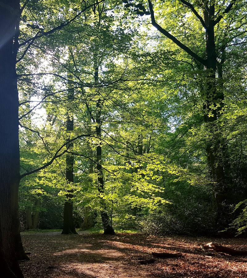 Burnham Beeches